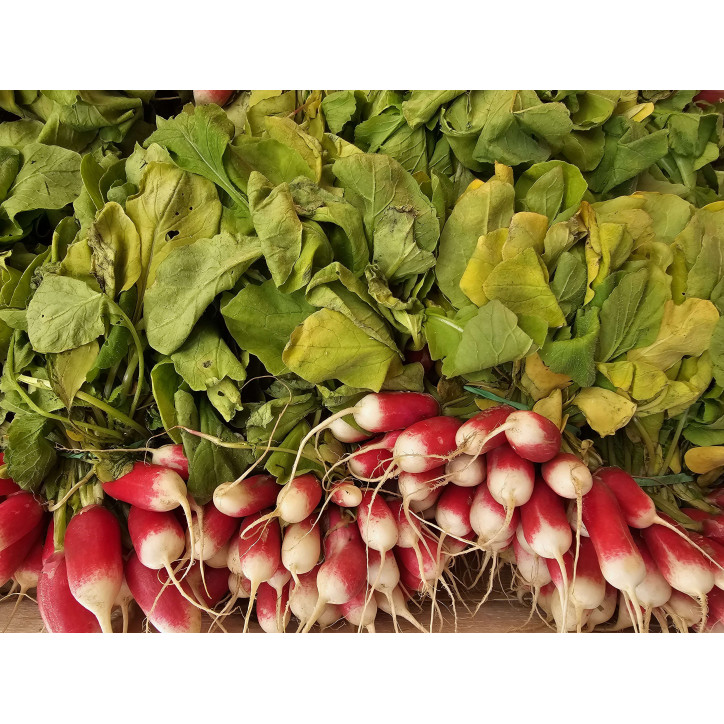 RADIS BOTTE - FRANCE