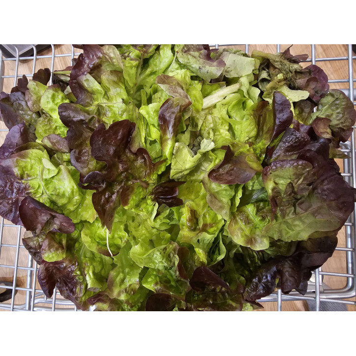 SALADE A LA PIECE - FRANCE