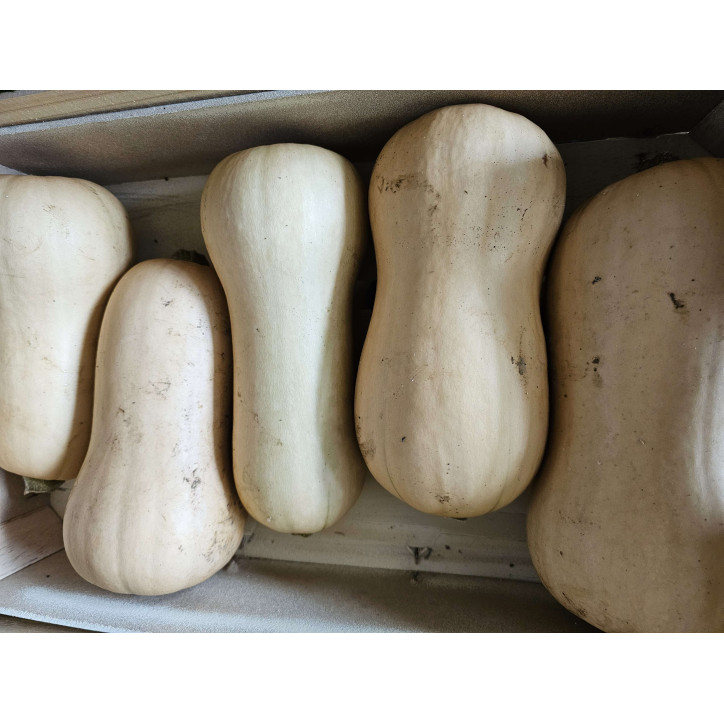 BUTTERNUT AU KG 