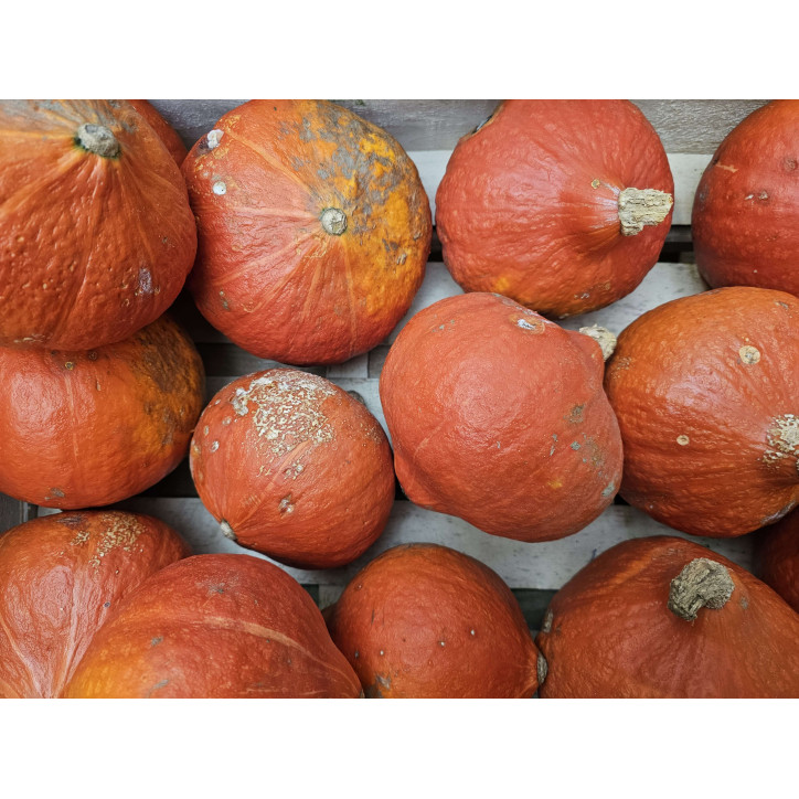 POTIMARON A LA PIECE