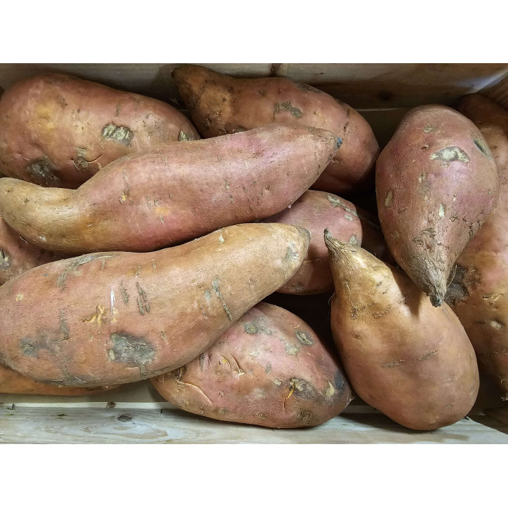 PATATE DOUCE AU KG - EGYPTE - L2