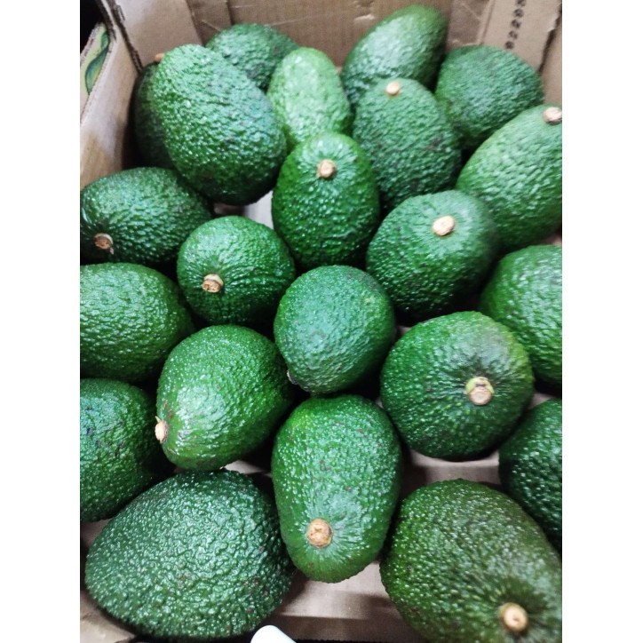 AVOCAT A LA PIECE - PEROU