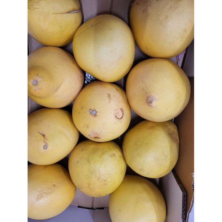 POMELOS LA PIECE - ESPAGNE - 40