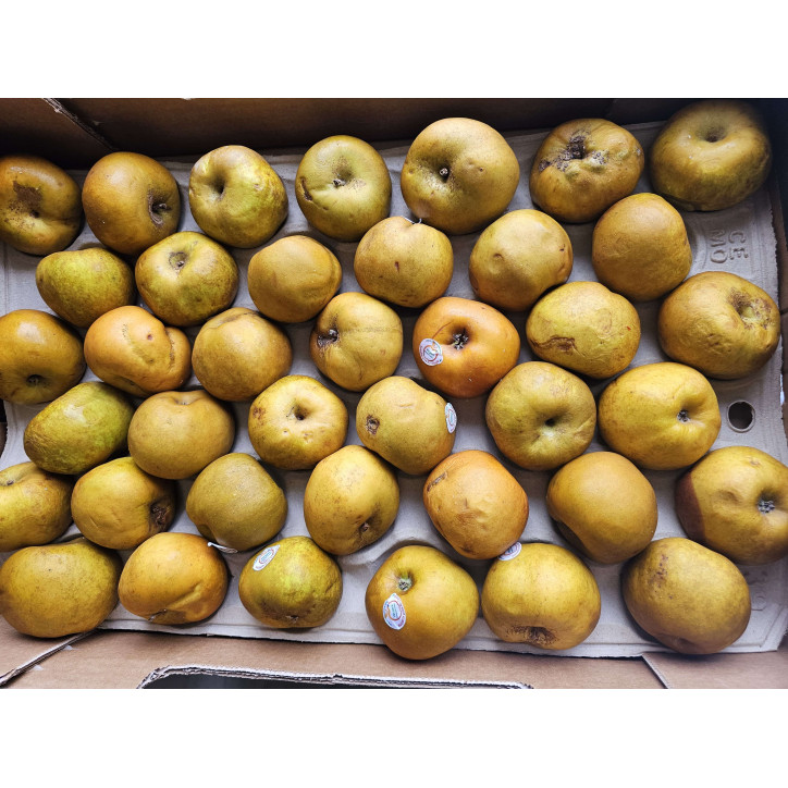 POMME CANADA GRISE AU KG  - FRANCE