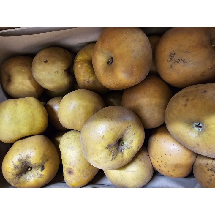 POMME CANADA GRISE AU KG 