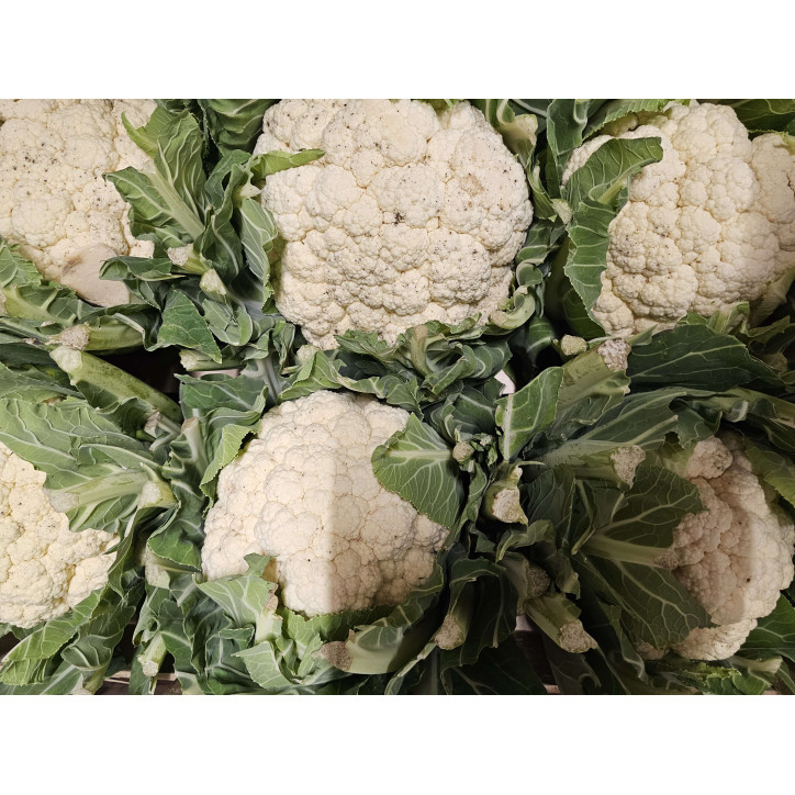 CHOUX FLEUR PIECE - FRANCE